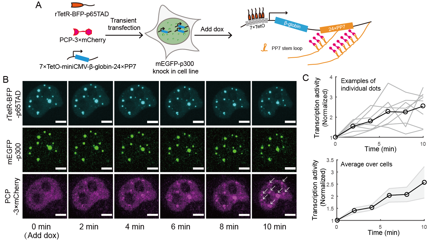 北京大学定量生物学中心 北京大学定量生物学中心