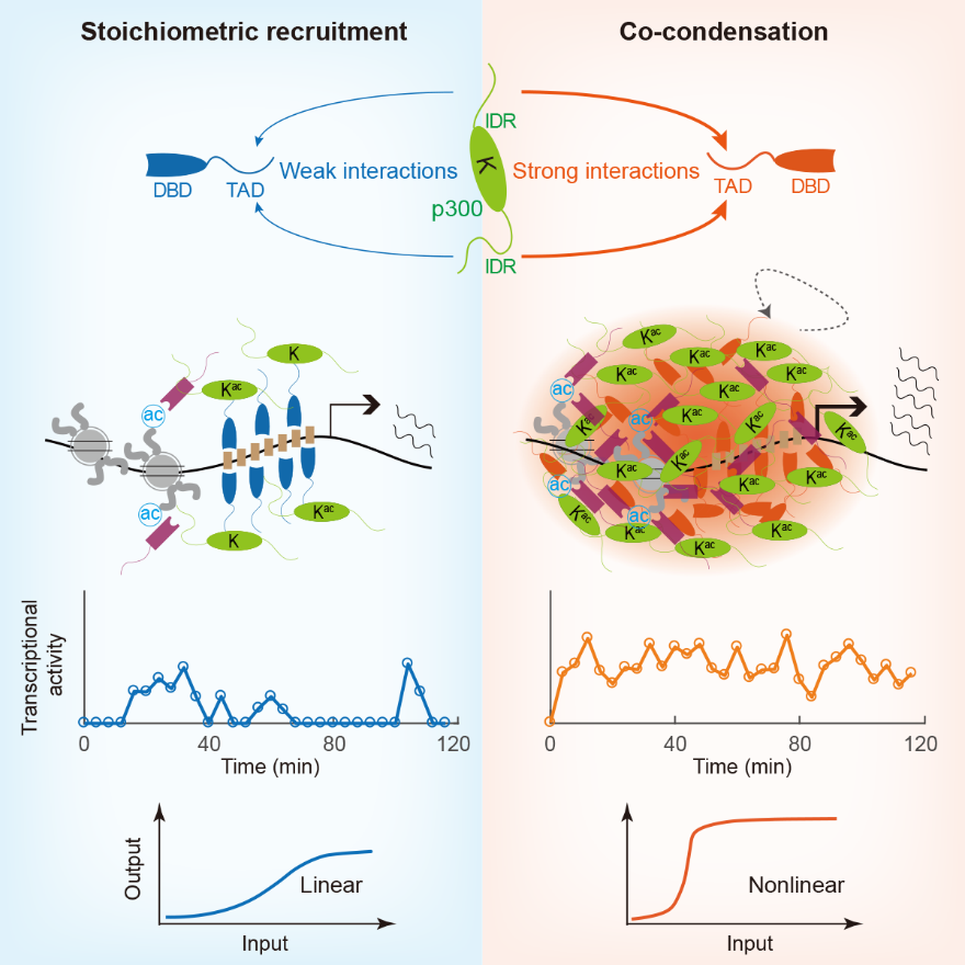 北京大学定量生物学中心 北京大学定量生物学中心