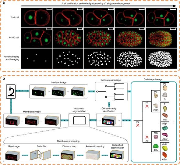 北京大学定量生物学中心 北京大学定量生物学中心