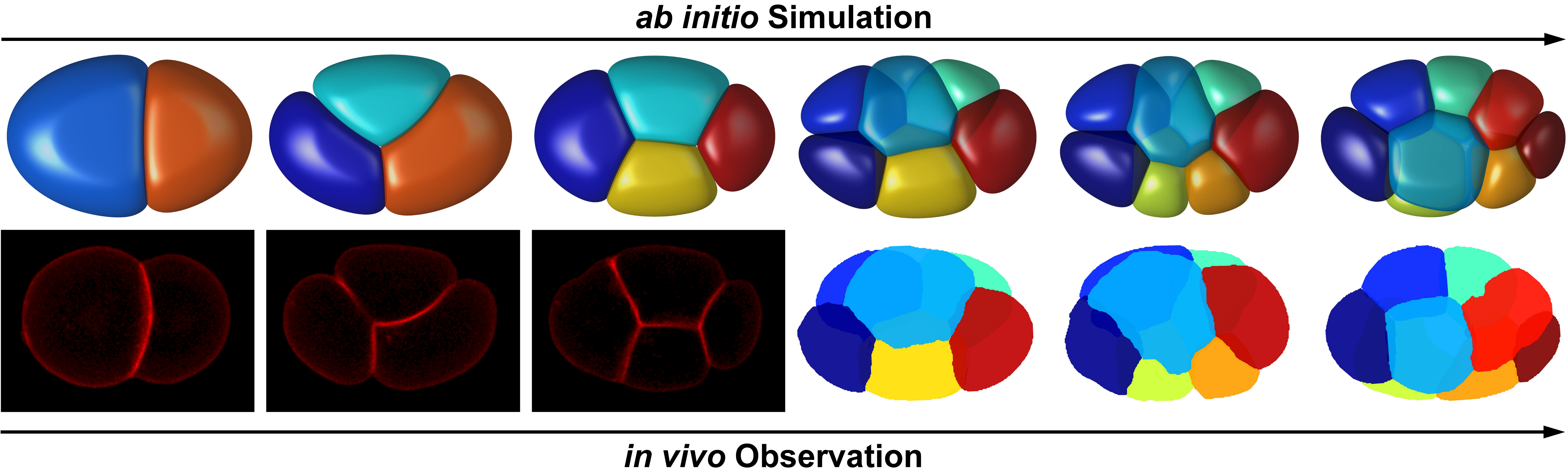 北京大学定量生物学中心 北京大学定量生物学中心