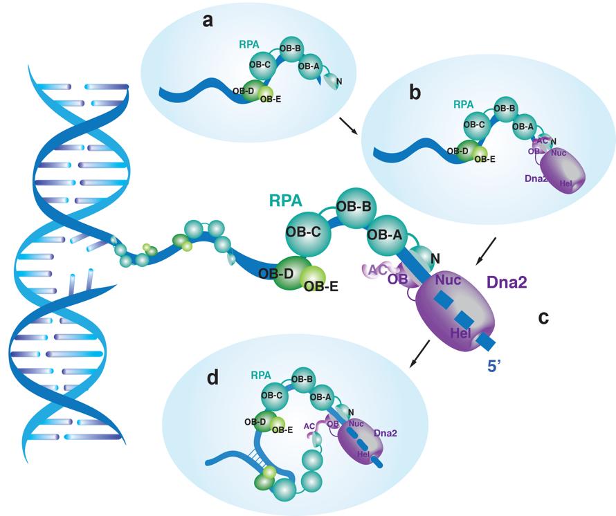 北京大学定量生物学中心 北京大学定量生物学中心