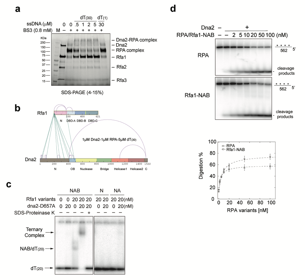 北京大学定量生物学中心 北京大学定量生物学中心